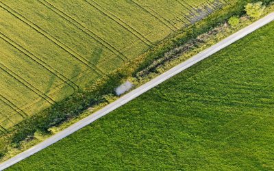 Pennyfuel: proyecto de investigación para la generación de biodiésel a partir de variedades vegetales autóctonas